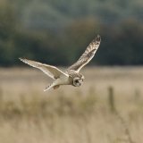 Short-Eared Owl