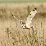 Short-Eared Owl