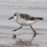 Sanderling