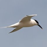 Sandwich Tern