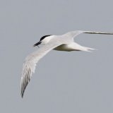 Sandwich Tern