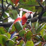 Scarlet Macaw