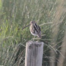 Snipe
