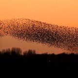 Starling Murmuration, Wicken Fen.