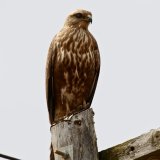 Steppe Buzzard