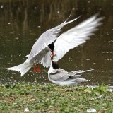 Common Terns