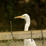 Great White Egret