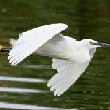 Little Egret