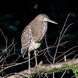 Fasciated Tiger Heron (Juv)