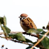 Tree Sparrow