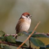 Tree Sparrow
