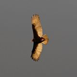 Turkey Vulture