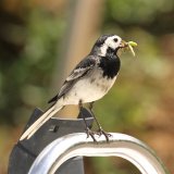 White Wagtail