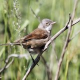 Whitethroat