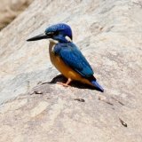 Half Collared Kingfisher + his catch