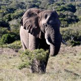 African Elephant