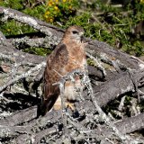 Steppe Buzzard