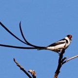 Pin Tailed Whydah