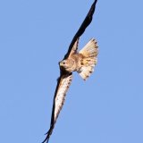 Steppe Buzzard