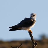 Black Shouldered Kite