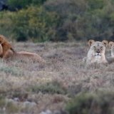 Lions