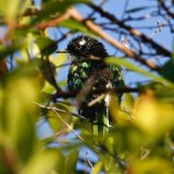 Dideric Cuckoo
