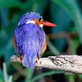 Malachite Kingfisher