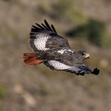 Jackal Buzzard