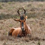 Red Hartebeest