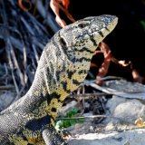 Rock Monitor