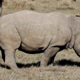 Baby Rhino in need of toilet training