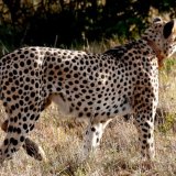 Cheetah