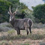 Waterbuck