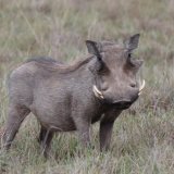 Warthog