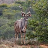 Greater Kudu