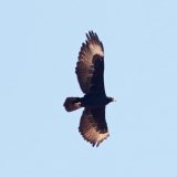 Verreaux's Eagle