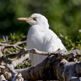 Juvenile Cattle Egret