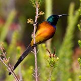 Orange Breasted Sunbird