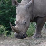 White Rhino