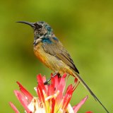 Sunbird