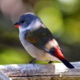 Swee Waxbill
