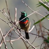 Southern Double Collared Sunbird