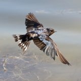 White Throated Swallow