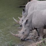 White Rhino