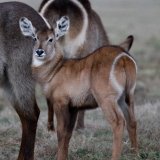 Juvenile Waterbuck