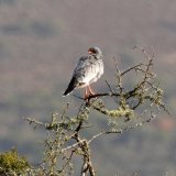 Pale Chanting Goshawk
