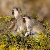Vervet Monkeys