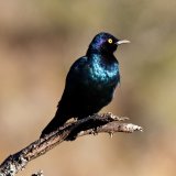 Cape Glossy Starling