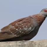 Speckled Pigeon
