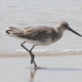 Willet